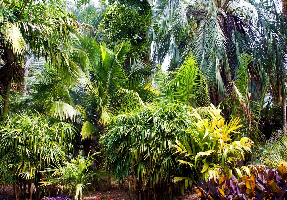 Bamboo Palm Chamaedorea Seifrizii Seeds - 5 Pack - Indoor/Outdoor Shade - Image 3
