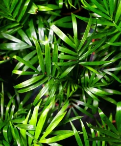Bamboo Palm Chamaedorea Seifrizii Seeds - 5 Pack - Indoor/Outdoor Shade - Image 4