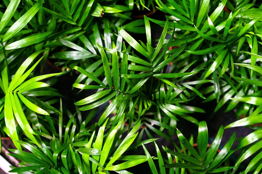 Bamboo Palm Chamaedorea Seifrizii Seeds - 5 Pack - Indoor/Outdoor Shade - Image 4