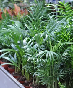 Bamboo Palm Chamaedorea Seifrizii Seeds - 5 Pack - Indoor/Outdoor Shade - Image 5