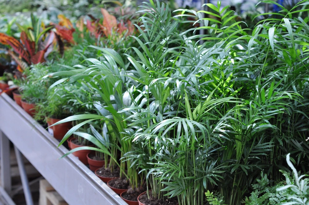 Bamboo Palm Chamaedorea Seifrizii Seeds - 5 Pack - Indoor/Outdoor Shade - Image 5