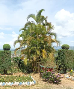 Bamboo Palm Chamaedorea Seifrizii Seeds - 5 Pack - Indoor/Outdoor Shade - Image 6