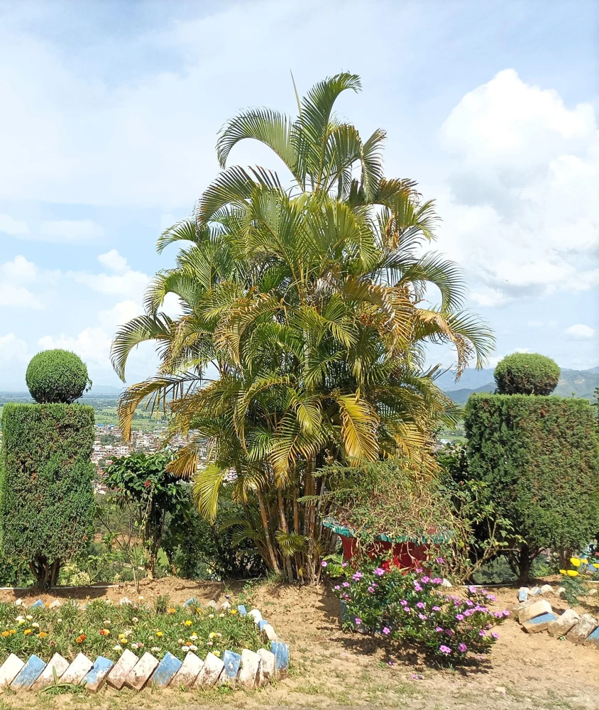 Bamboo Palm Chamaedorea Seifrizii Seeds - 5 Pack - Indoor/Outdoor Shade - Image 6