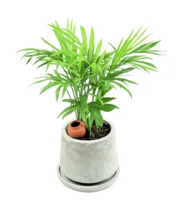 Bamboo Palm Chamaedorea Seifrizii Seeds - 5 Pack - Indoor/Outdoor Shade - Image 7