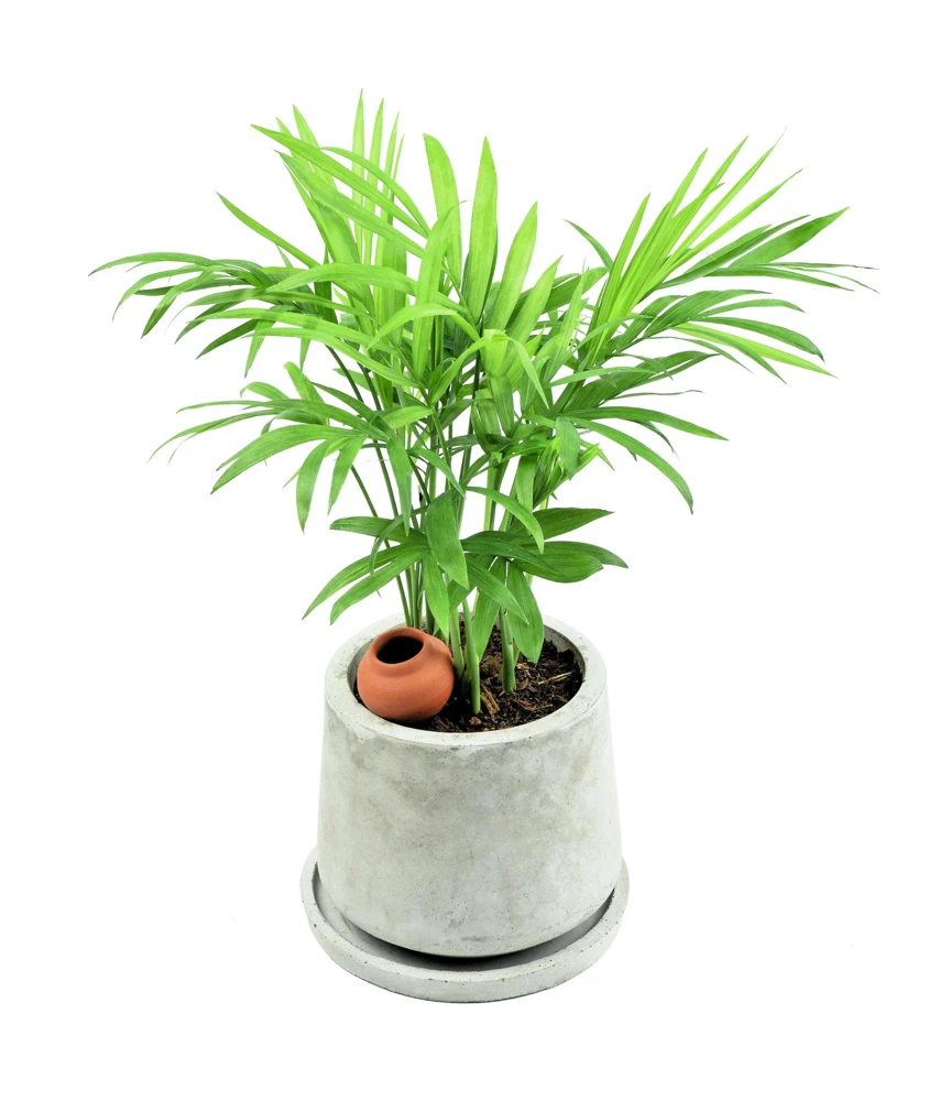 Bamboo Palm Chamaedorea Seifrizii Seeds - 5 Pack - Indoor/Outdoor Shade - Image 7