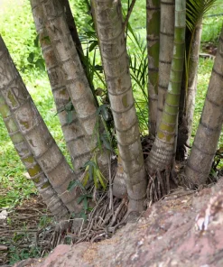 Bamboo Palm Chamaedorea Seifrizii Seeds - 5 Pack - Indoor/Outdoor Shade - Image 8