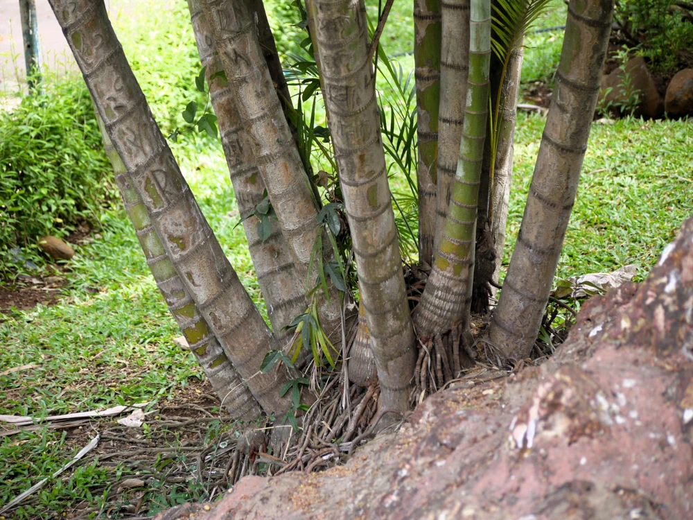 Bamboo Palm Chamaedorea Seifrizii Seeds - 5 Pack - Indoor/Outdoor Shade - Image 8