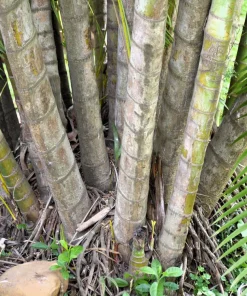 Bamboo Palm Chamaedorea Seifrizii Seeds - 5 Pack - Indoor/Outdoor Shade - Image 9