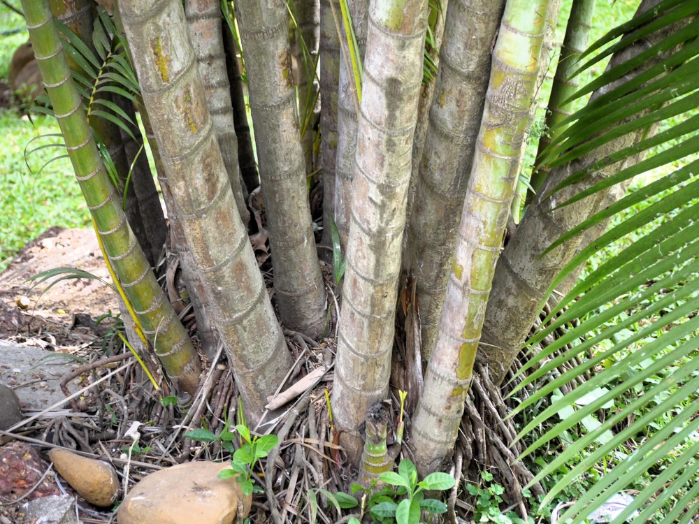 Bamboo Palm Chamaedorea Seifrizii Seeds - 5 Pack - Indoor/Outdoor Shade - Image 9