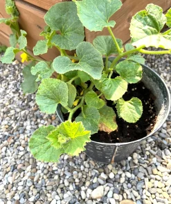 Banana Cantaloupe Melon Seeds - 50 Seeds for Home Garden Planting - Image 8