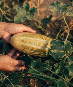 Banana Melon Seeds - 50 Count Heirloom Fruit Seeds, Yellow Orange Flesh, Full Sun - Image 4