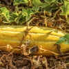 Banana Melon Seeds - 50 Count Heirloom Fruit Seeds, Yellow Orange Flesh, Full Sun - Image 1