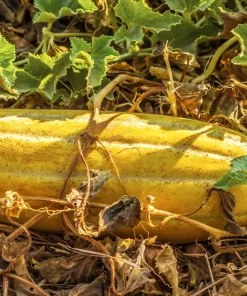 Banana Melon Seeds - 50 Count Heirloom Fruit Seeds, Yellow Orange Flesh, Full Sun - Image 1