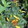 Banana Pepper Live Plant – Sweet Yellow Vegetable Starter – Indoor/Outdoor - Image 1