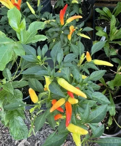 Banana Pepper Live Plant – Sweet Yellow Vegetable Starter – Indoor/Outdoor - Image 1