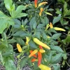 Banana Peppers Live Plant - Sweet Pepper Starter Plant - Image 1