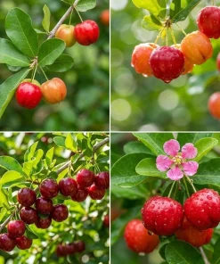 Barbados Cherry Live Plant - 4-7 Inch Acerola Fruit Tree for Outdoor Garden & Patio - Image 2