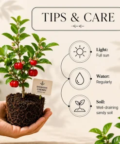 Barbados Cherry Live Plant - 4-7 Inch Acerola Fruit Tree for Outdoor Garden & Patio - Image 3