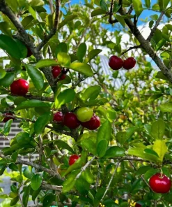Barbados Cherry Live Plant - 4-7 Inch Acerola Fruit Tree for Outdoor Garden & Patio - Image 4