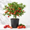 Barbados Cherry Live Plant - 4-7 Inch Acerola Fruit Tree for Outdoor Garden & Patio - Image 1
