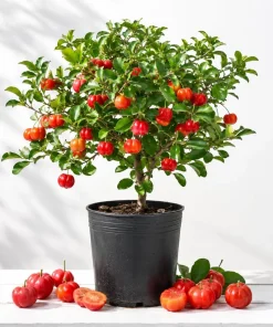 Barbados Cherry Live Plant - 4-7 Inch Acerola Fruit Tree for Outdoor Garden & Patio - Image 1