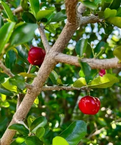 Barbados Cherry Live Plant - 4-7 Inch Acerola Fruit Tree for Outdoor Garden & Patio - Image 5