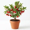 Barbados Cherry Live Plant Malpighia Glabra 4-6 Inch Tall for Garden - Image 1