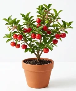 Barbados Cherry Live Plant Malpighia Glabra 4-6 Inch Tall for Garden - Image 1