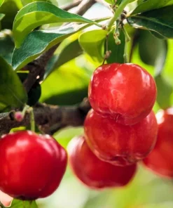 Barbados Cherry Live Plant Malpighia Glabra 4-6 Inch Tall for Garden - Image 2