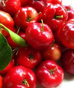 Barbados Cherry Live Plant Malpighia Glabra 4-6 Inch Tall for Garden - Image 3