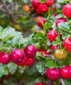 Barbados Cherry Live Plant Malpighia Glabra 4-6 Inch Tall for Garden - Image 4