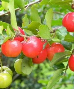 Barbados Cherry Live Plant Malpighia Glabra 4-6 Inch Tall for Garden - Image 5
