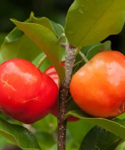 Barbados Cherry Live Plant Malpighia Glabra 4-6 Inch Tall for Garden - Image 6