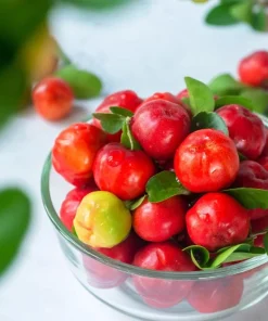Barbados Cherry Live Plant Malpighia Glabra 4-6 Inch Tall for Garden - Image 7