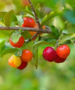 Barbados Cherry Live Plant Malpighia Glabra 4-6 Inch Tall for Garden - Image 8
