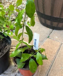 Barbados Cherry Tree Live Plant – Acerola Fruit Tree – 4-6 inches Tall - Image 2