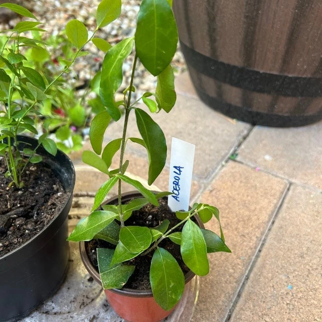 Barbados Cherry Tree Live Plant – Acerola Fruit Tree – 4-6 inches Tall - Image 2