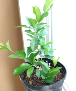 Barbados Cherry Tree Live Plant – Acerola Fruit Tree – 4-6 inches Tall - Image 3