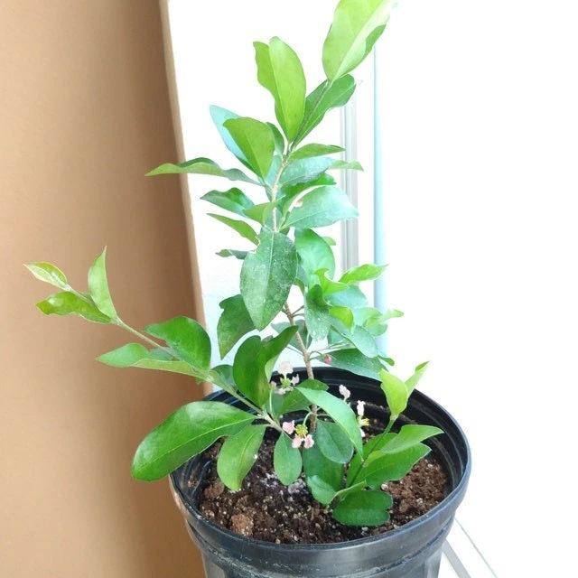 Barbados Cherry Tree Live Plant – Acerola Fruit Tree – 4-6 inches Tall - Image 3