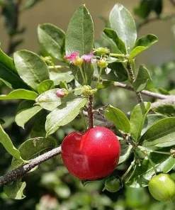Barbados Cherry Tree Live Plant – Acerola Fruit Tree – 4-6 inches Tall - Image 4