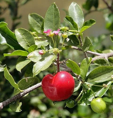 Barbados Cherry Tree Live Plant – Acerola Fruit Tree – 4-6 inches Tall - Image 4