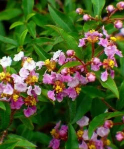 Barbados Cherry Tree Live Plant – Acerola Fruit Tree – 4-6 inches Tall - Image 5