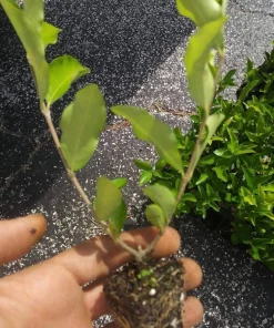 Barbados Cherry Tree Live Plant – Acerola Fruit Tree – 4-6 inches Tall - Image 7