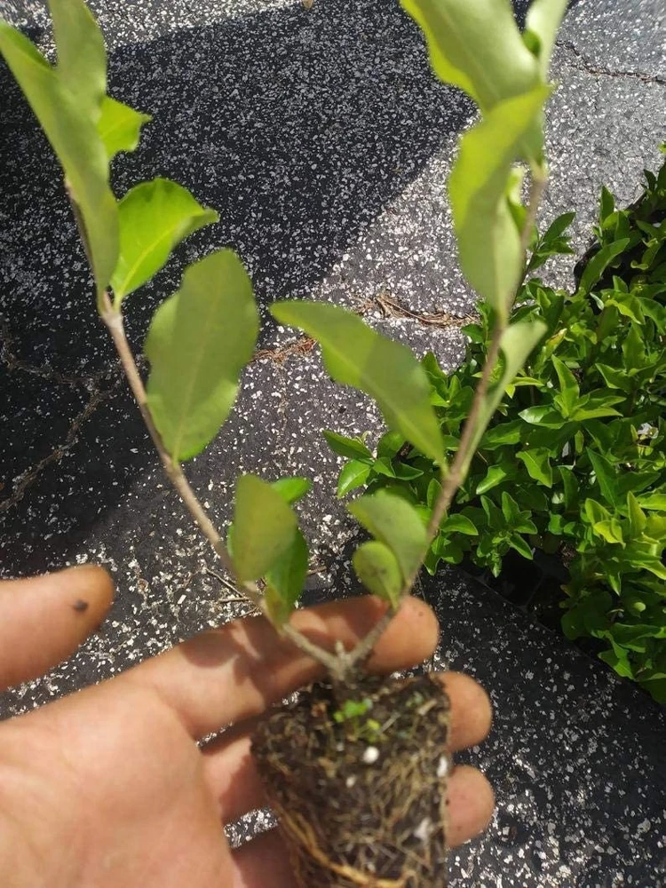 Barbados Cherry Tree Live Plant – Acerola Fruit Tree – 4-6 inches Tall - Image 7