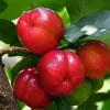 Barbados Cherry Tree Live Plant – Acerola Fruit Tree – 4-6 inches Tall - Image 1