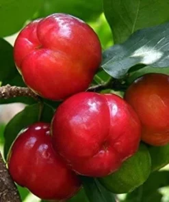 Barbados Cherry Tree Live Plant – Acerola Fruit Tree – 4-6 inches Tall - Image 1
