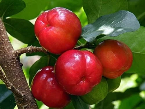 Barbados Cherry Tree Live Plant – Acerola Fruit Tree – 4-6 inches Tall - Image 1