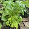 Basil Live Plant - Aromatic Culinary Herb for Indoor/Outdoor Growing - Image 1