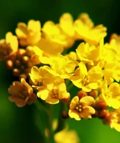 Basket of Gold Flower Seeds - 100 Heirloom Alyssum Saxatile - Bright Yellow Perennial Blooms for Outdoor Gardens - Image 2
