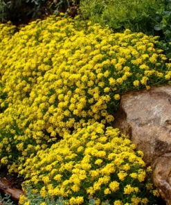 Basket of Gold Flower Seeds - 100 Heirloom Alyssum Saxatile - Bright Yellow Perennial Blooms for Outdoor Gardens - Image 3
